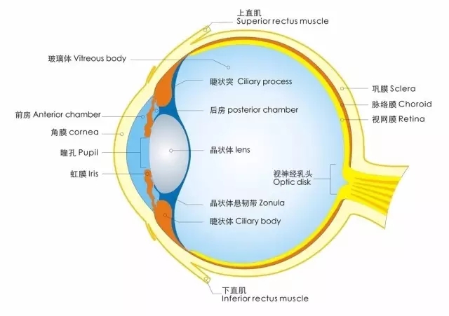 眼部结构图